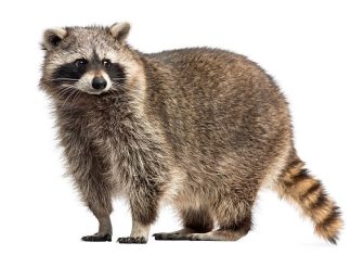 The best solution to get removal of Raccoons Brampton
