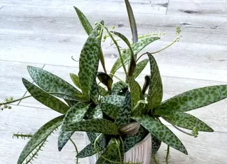 leopard lily indoor plant care