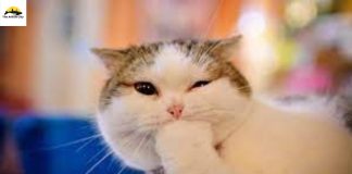 Funny Cat Videos