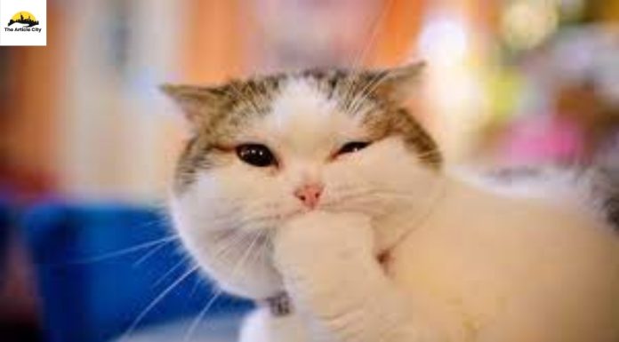 Funny Cat Videos