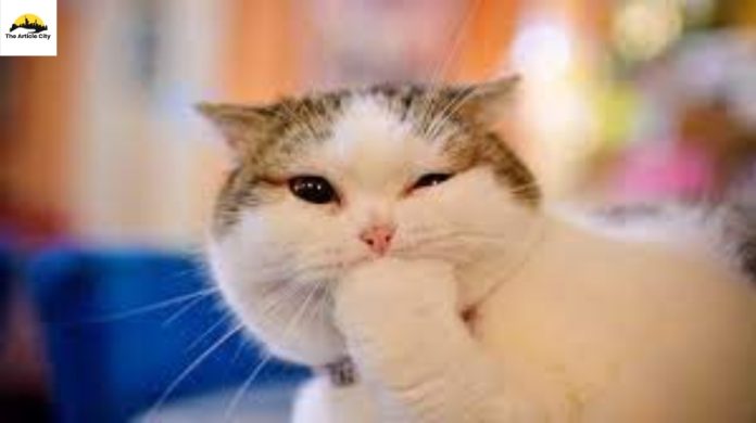Funny Cat Videos