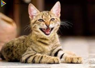 Cat Meowing