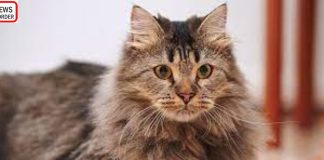 Fluffy Cat Breeds