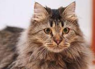 Fluffy Cat Breeds