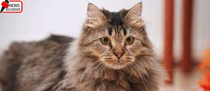 Fluffy Cat Breeds