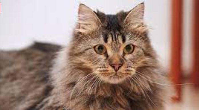 Fluffy Cat Breeds