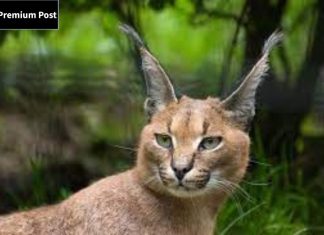 wild cats