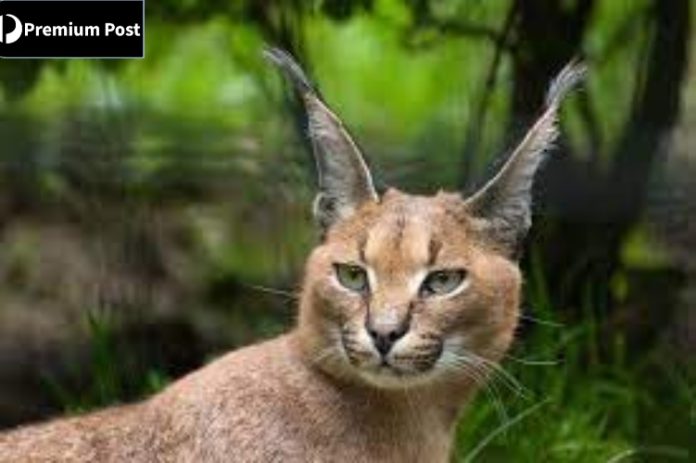 wild cats