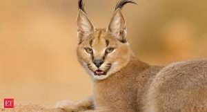 wild cats