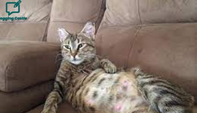 How Long Is A Cat Pregnant