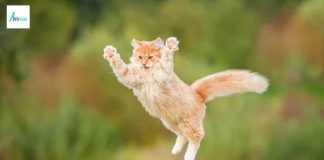 How Long Do Cats Live