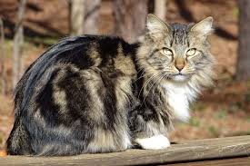 Fluffy Cat Breeds