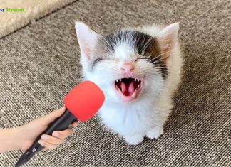 funny cat videos youtube