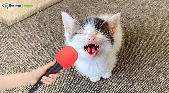 funny cat videos youtube