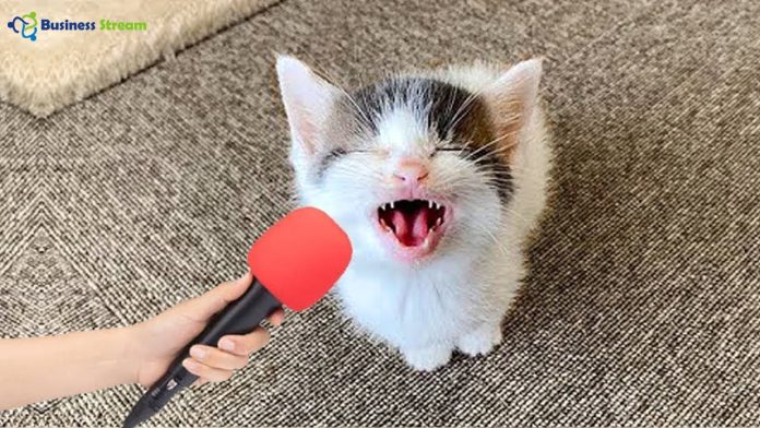 funny cat videos youtube