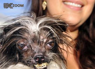 peanut the ugliest dog in the world