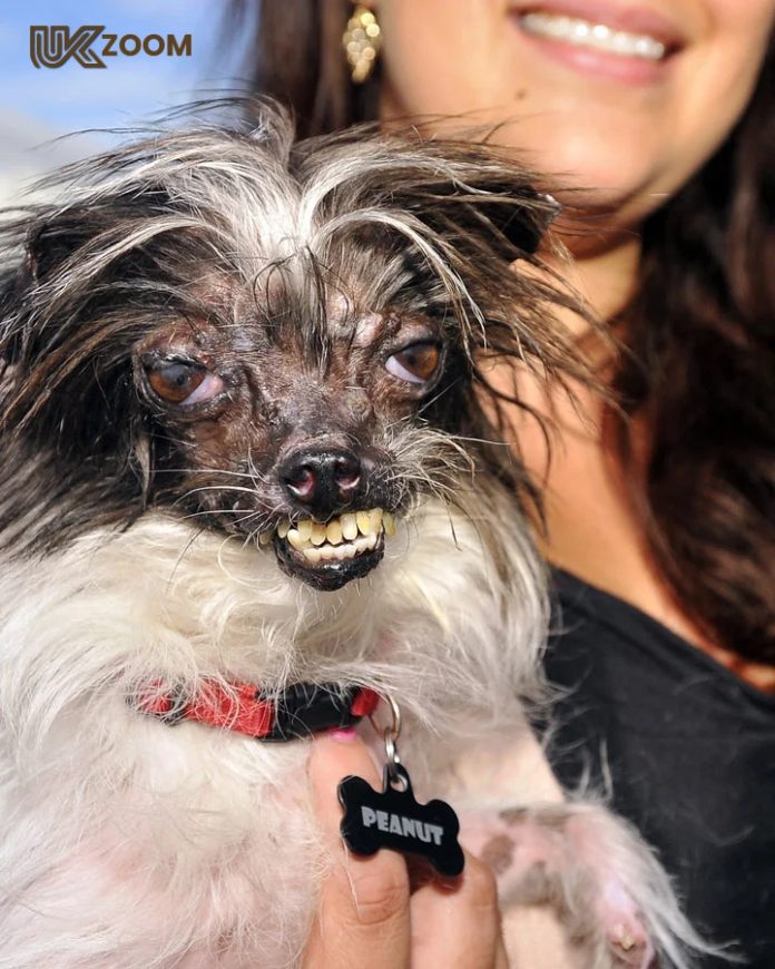 peanut the ugliest dog in the world