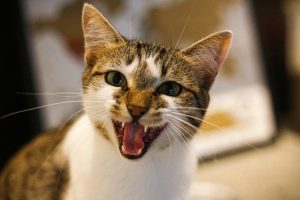 Cat Meowing